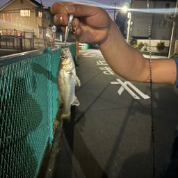 シーバス