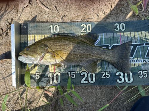 スモールマウスバスの釣果