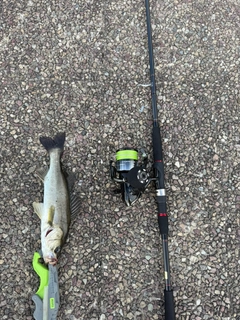スズキの釣果