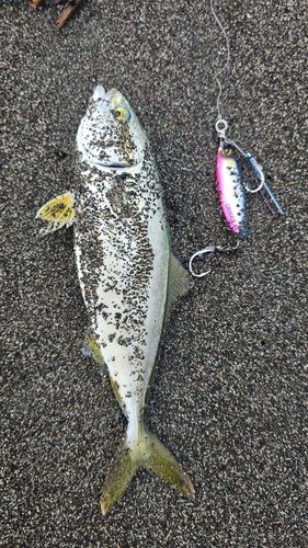 フクラギの釣果