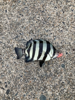 サンバソウの釣果