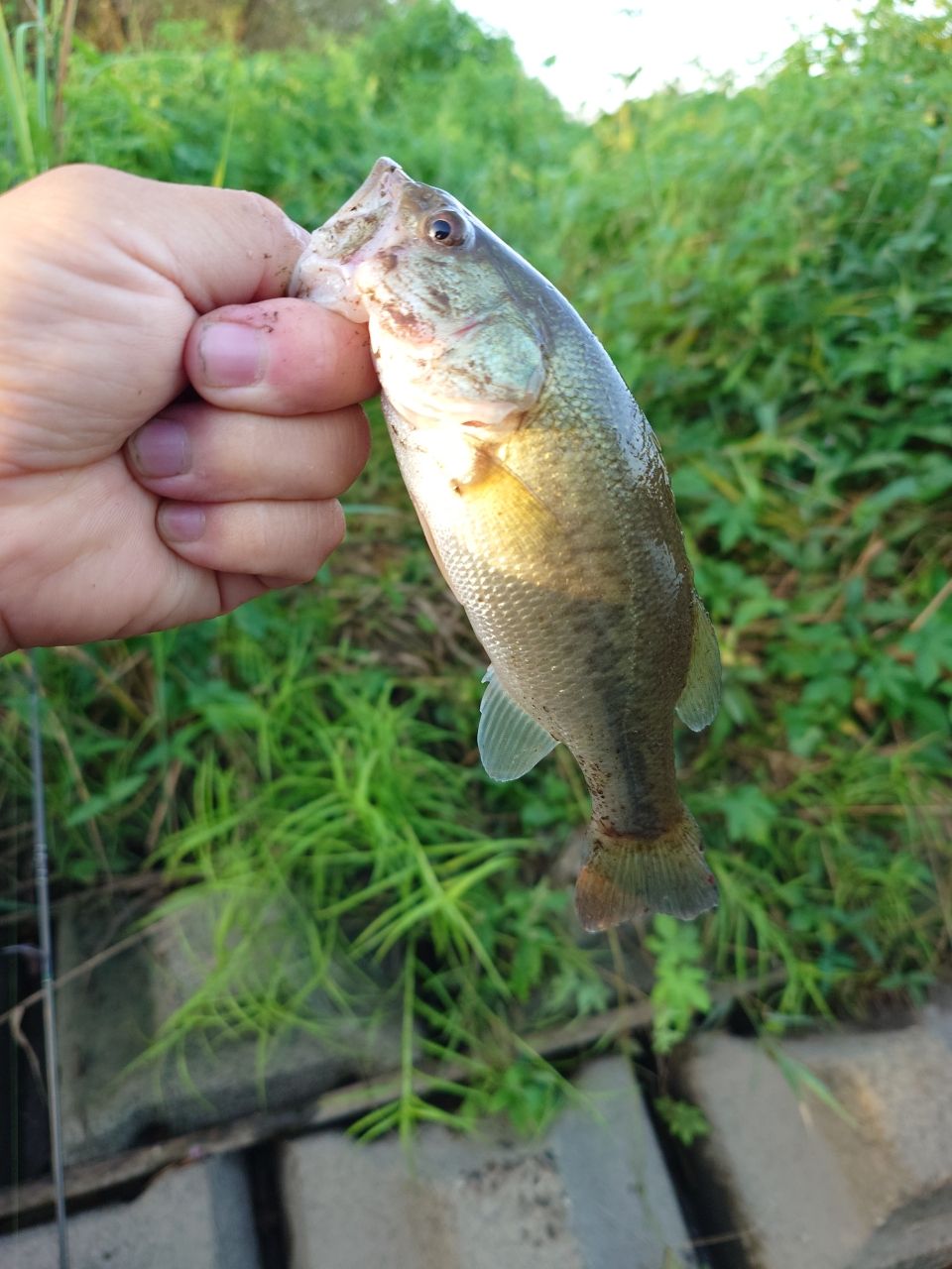 ラージマウスバス