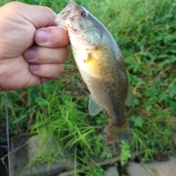 ラージマウスバス
