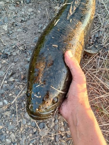 ライギョの釣果