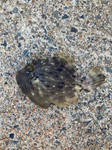 カワハギの釣果