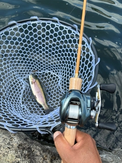 トラウトの釣果