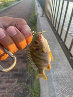 キビレの釣果