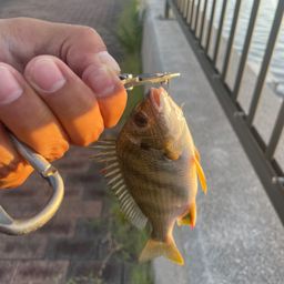 キビレ