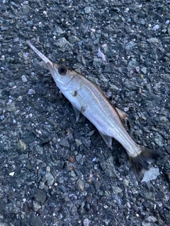 セイゴ（マルスズキ）の釣果