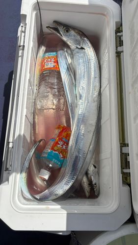 タチウオの釣果