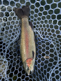 トラウトの釣果