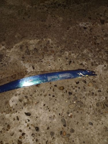 タチウオの釣果