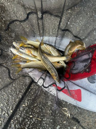 アユの釣果