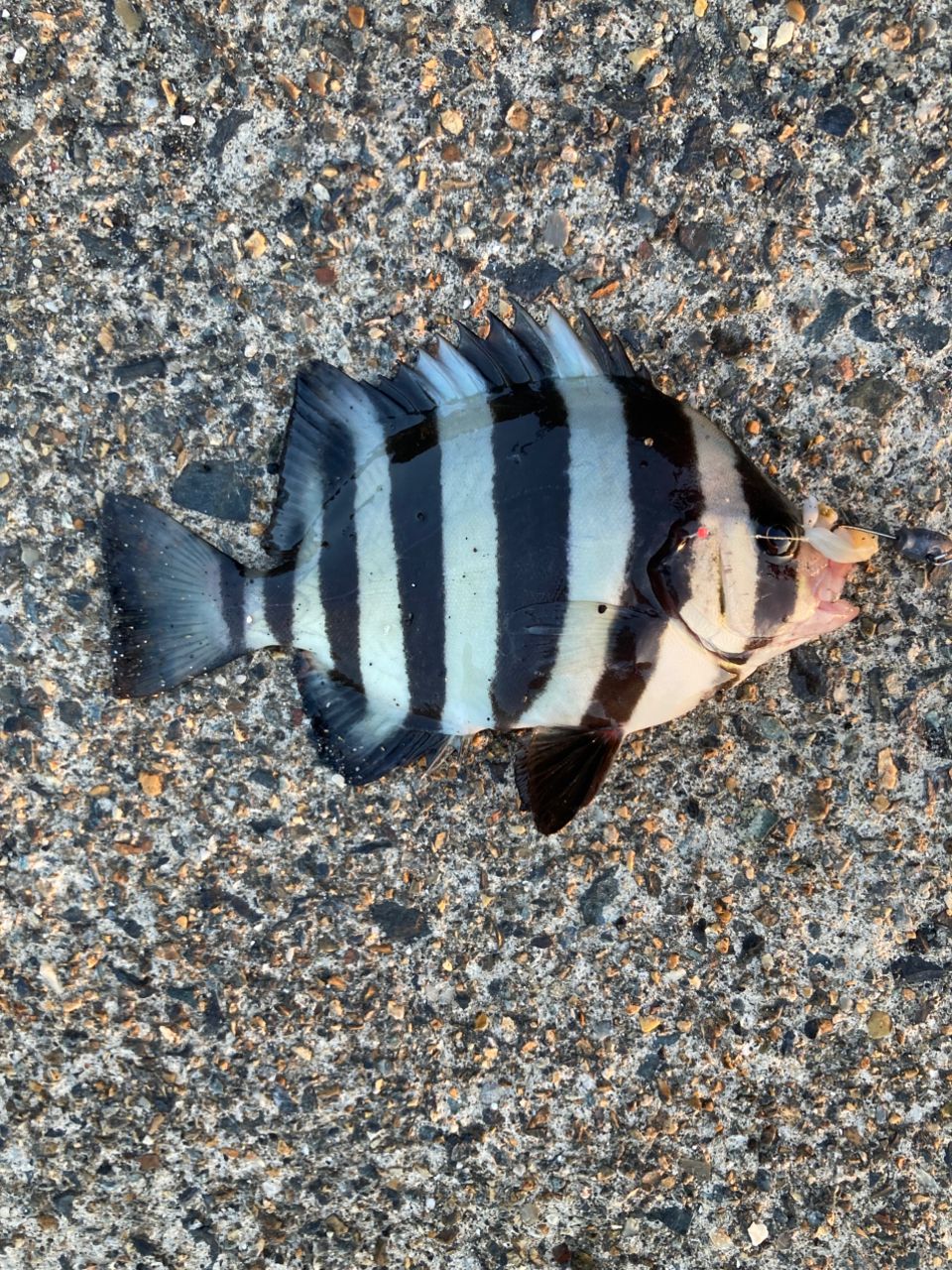 サンバソウ