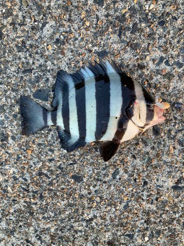 サンバソウの釣果