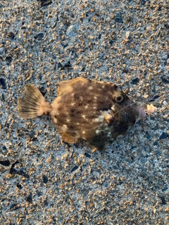 カワハギの釣果