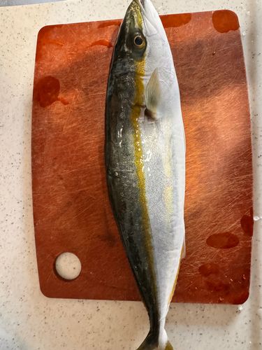 ツバスの釣果