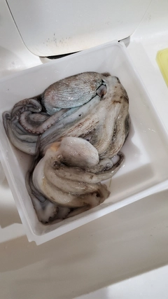 タコの釣果