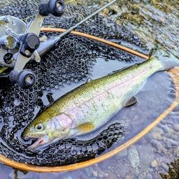 レインボートラウト