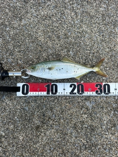フクラギの釣果
