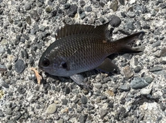 スズメダイの釣果