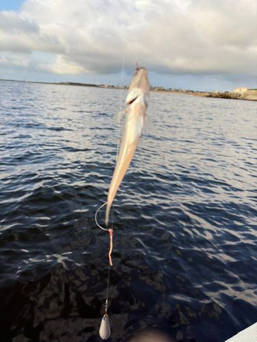 シロギスの釣果
