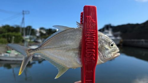 メッキの釣果