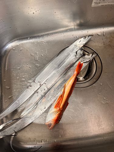 タチウオの釣果