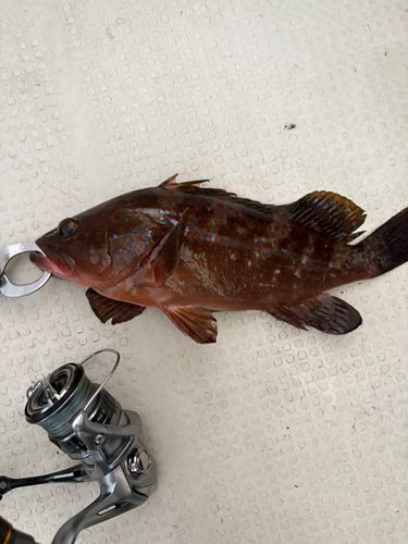 キジハタの釣果