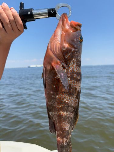 キジハタの釣果