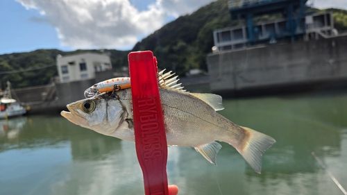 青野川河口