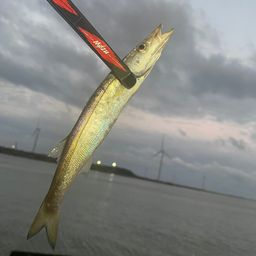 カマス