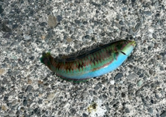 ニシキベラの釣果