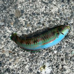 ニシキベラ