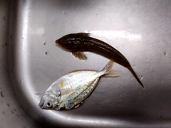 メゴチの釣果