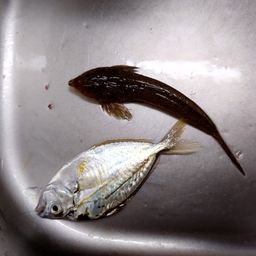メゴチ