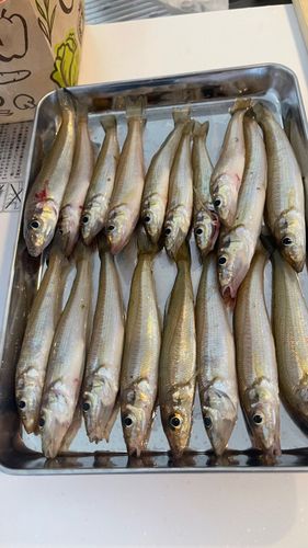 キスの釣果
