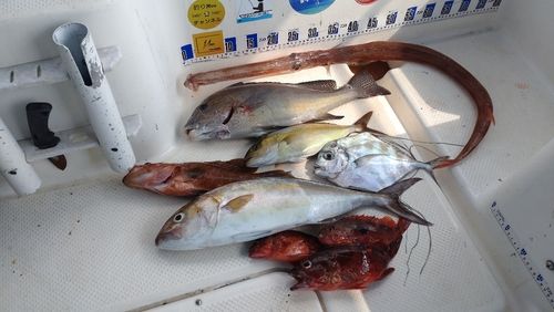 ネリゴの釣果