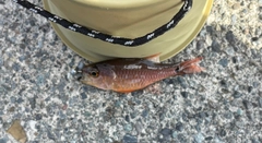 ネンブツダイの釣果