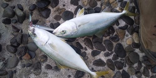 ワカシの釣果