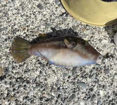 キタマクラの釣果