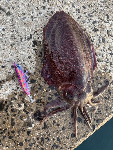 コウイカの釣果