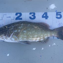 キツネフエフキ