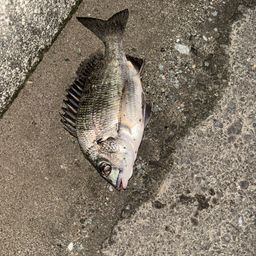 チヌ
