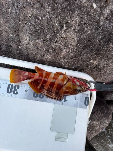 アカハタの釣果