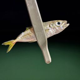 アジ