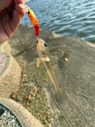 ハゼの釣果