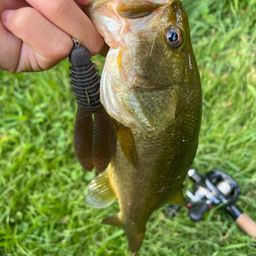 ラージマウスバス