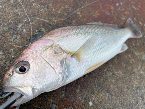 イシモチの釣果