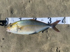 ショゴの釣果